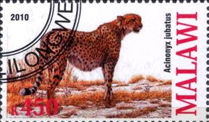 Stamp, Acinonyx jubatus, Cinderellas,  