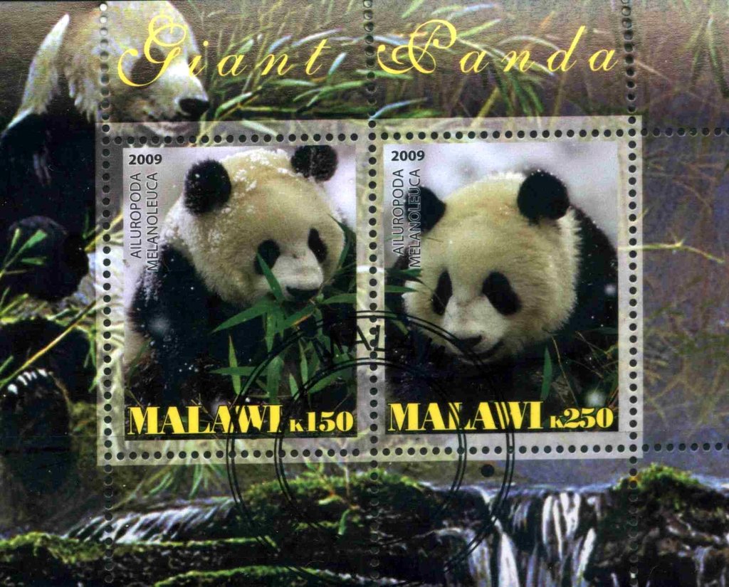 Giant panda