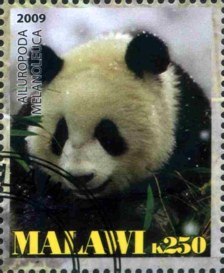 Giant Panda (Ailuropoda melanoleuca)