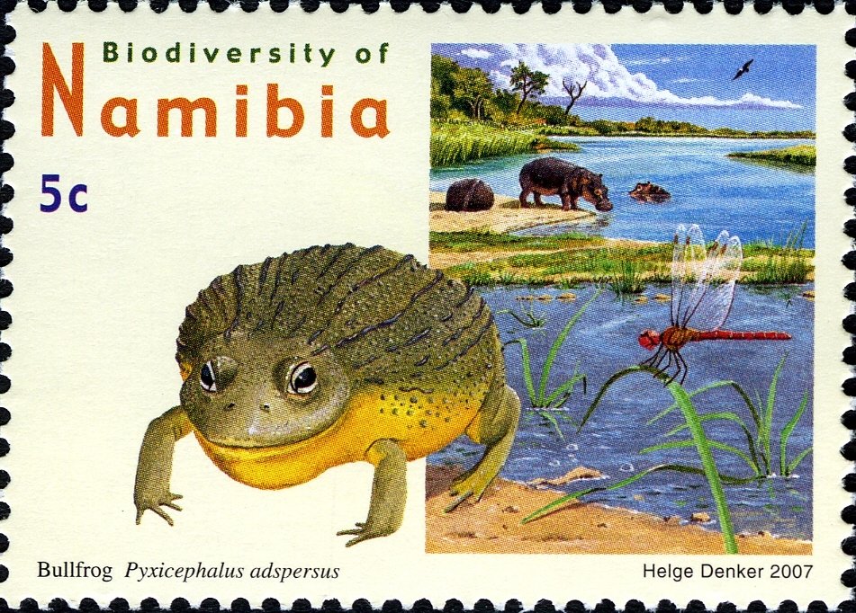 African Bullfrog (Pyxicephalus adspersus)