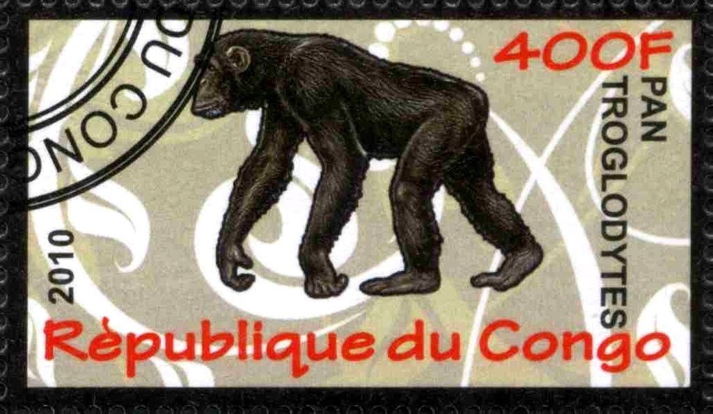 Pan troglodytes
