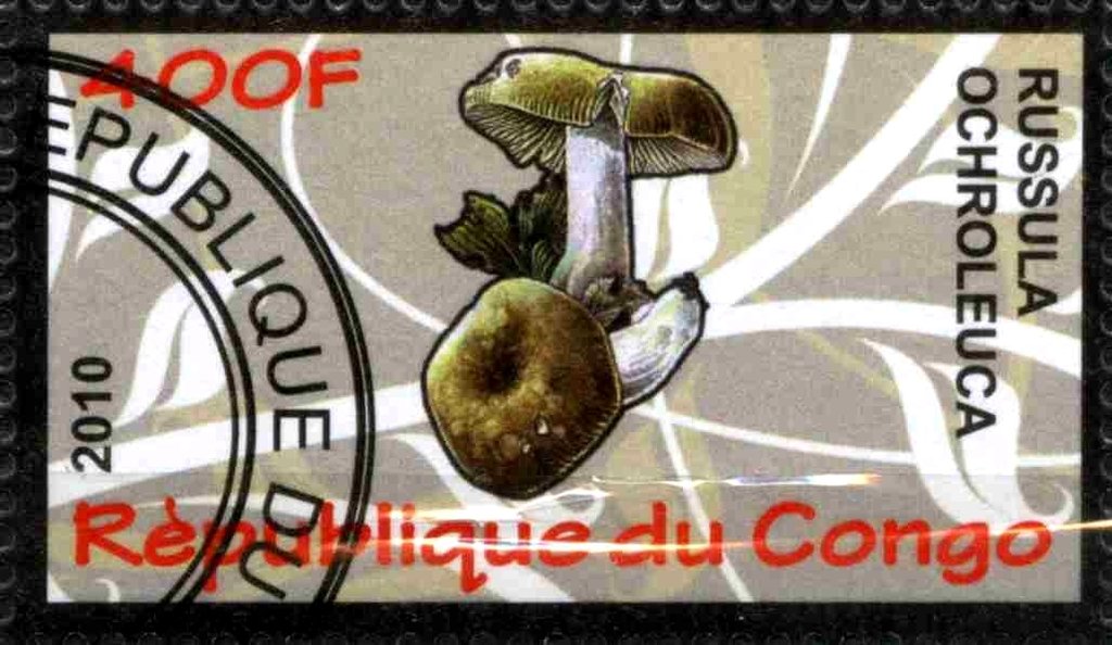 Russula ochroleuca