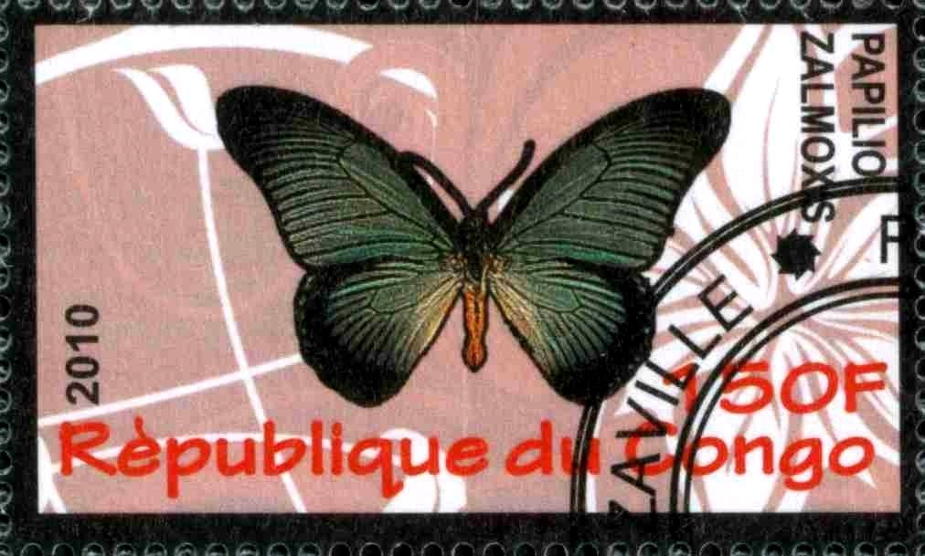 Papilio zalmoxs