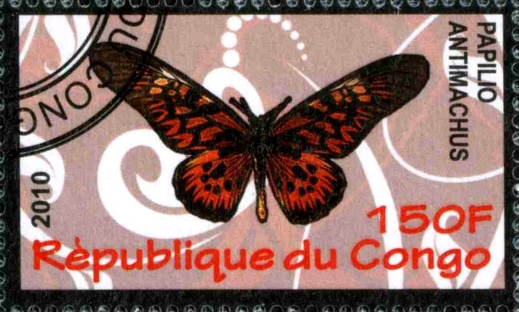 Papilio antimachus