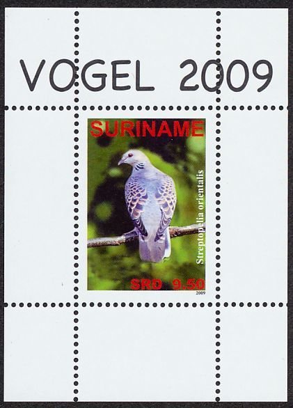 Oriental Turtle-dove (Streptopelia orientalis)