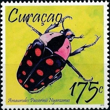 Amaurodes passerinii nyanzanus