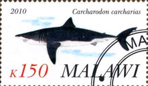Stamp, Carcharodon carcharias, Cinderellas,  , Sharks
