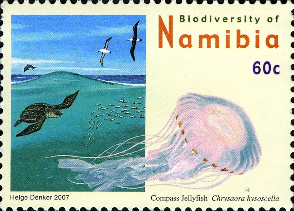 Compass Jellyfish (Chrysaora hysoscella)