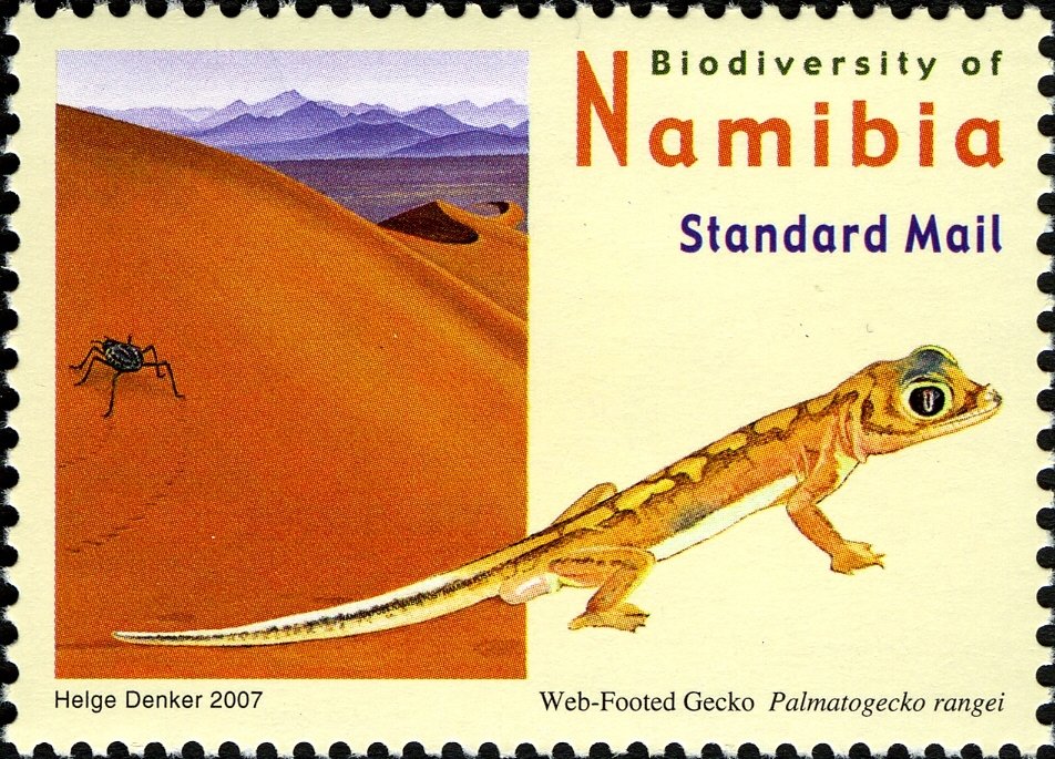Web-footed Gecko (Palmatogecko rangei)