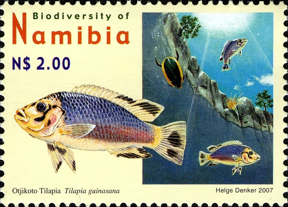 Otjikoto Tilapia (Tilapia guinasana)