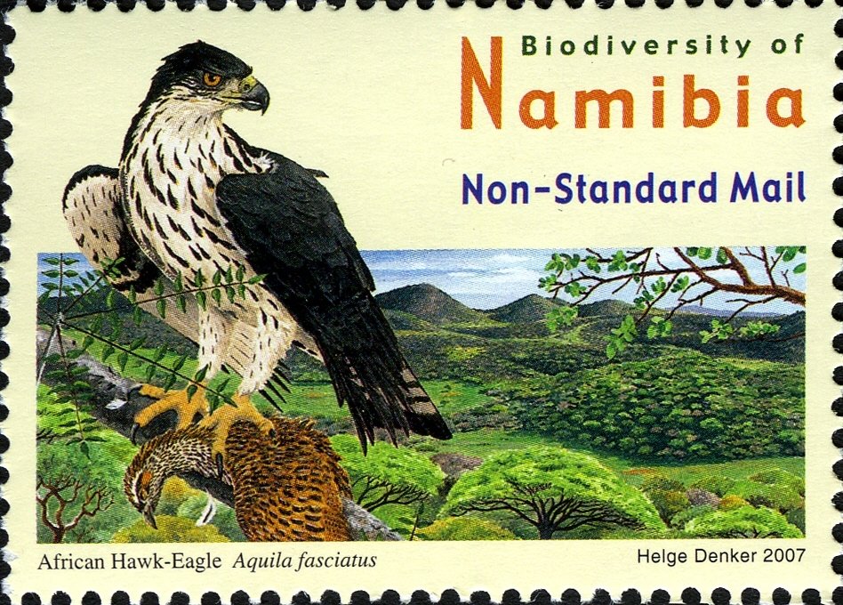 African Hawk-eagle (Hieraaetus spilogaster)