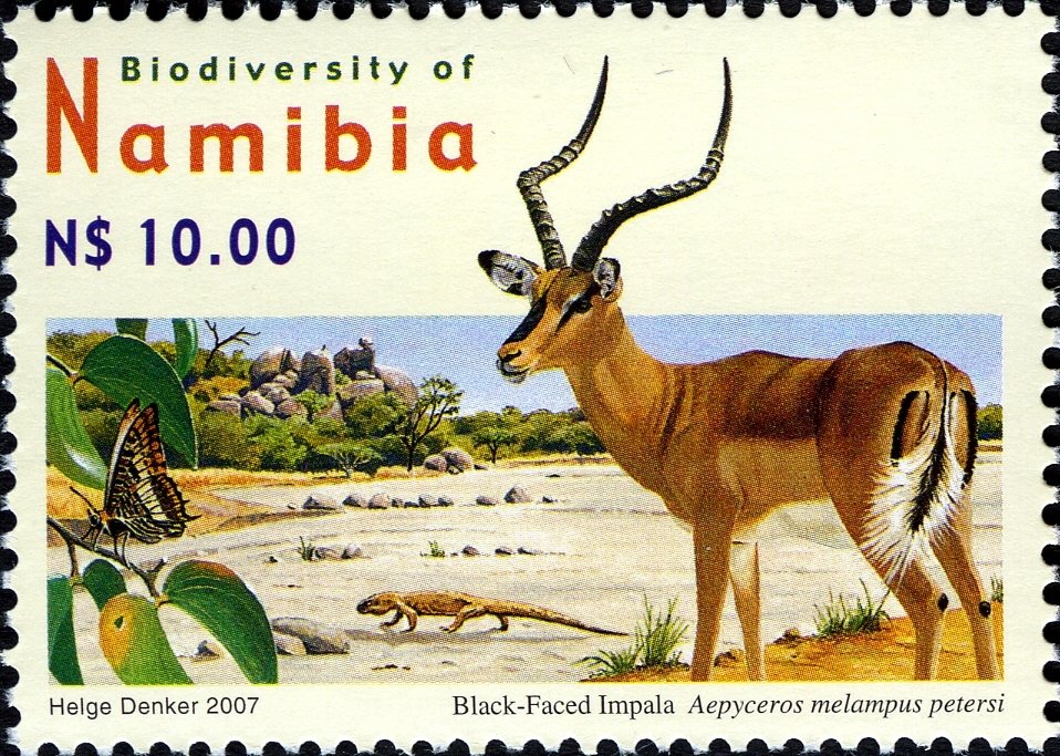 Black-faced Impala (Aepyceros melampus petersi)