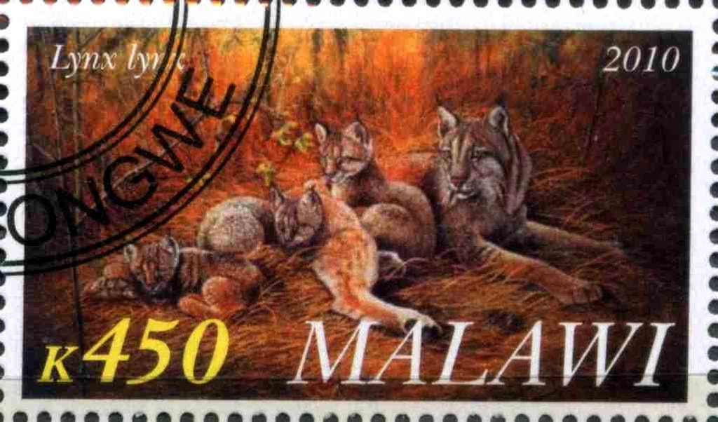 Lynx lynx
