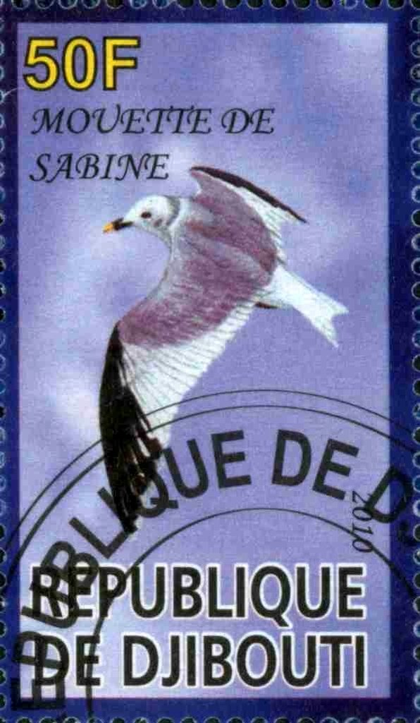 Mouette de Sabine