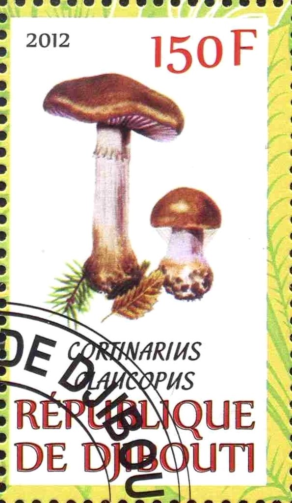 Cortinarius claucopus