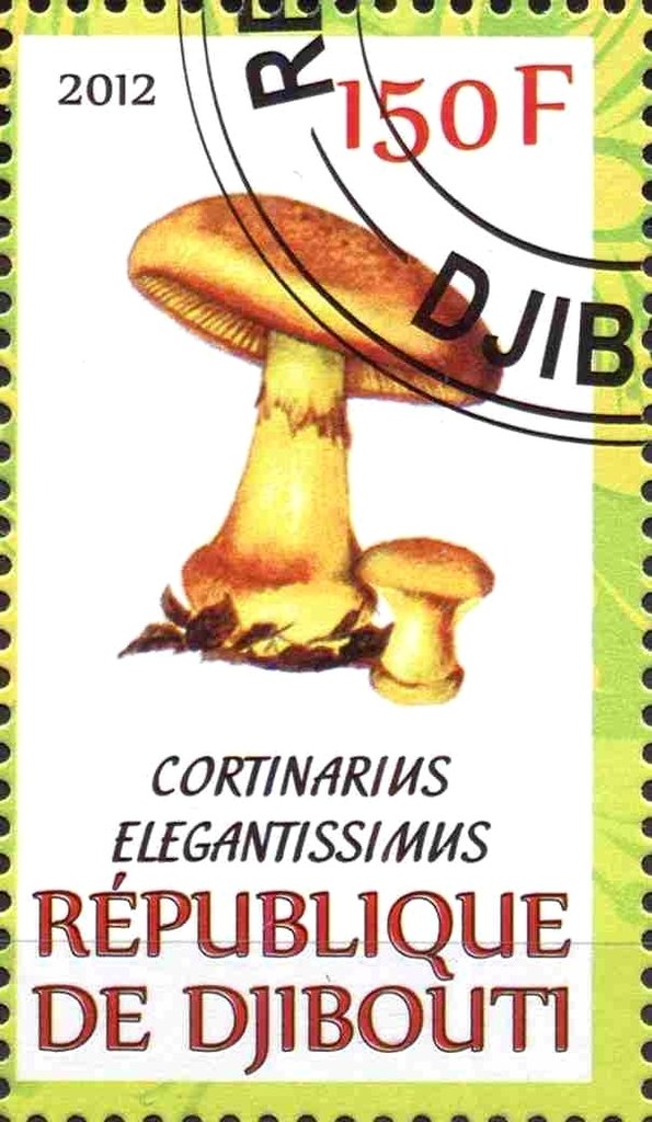 Cortinarius elegantissimus