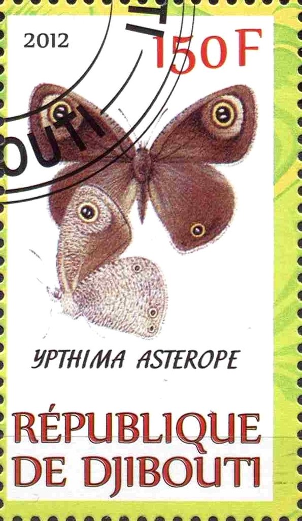 Ypthima asterope