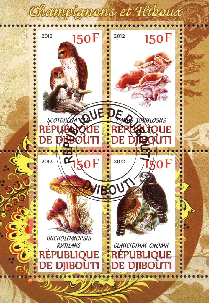 Champignons et hiboux