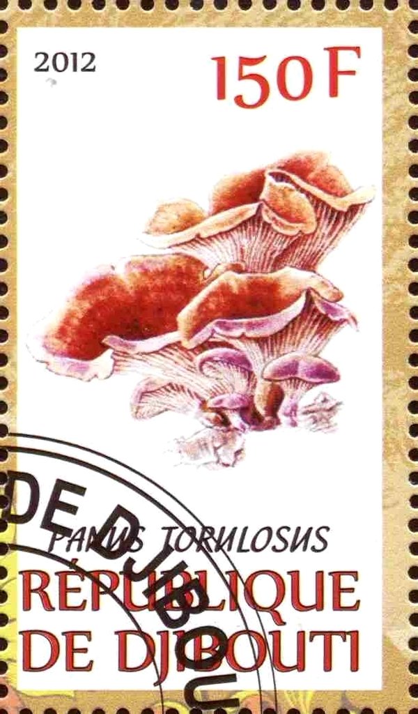 Panus torulosus