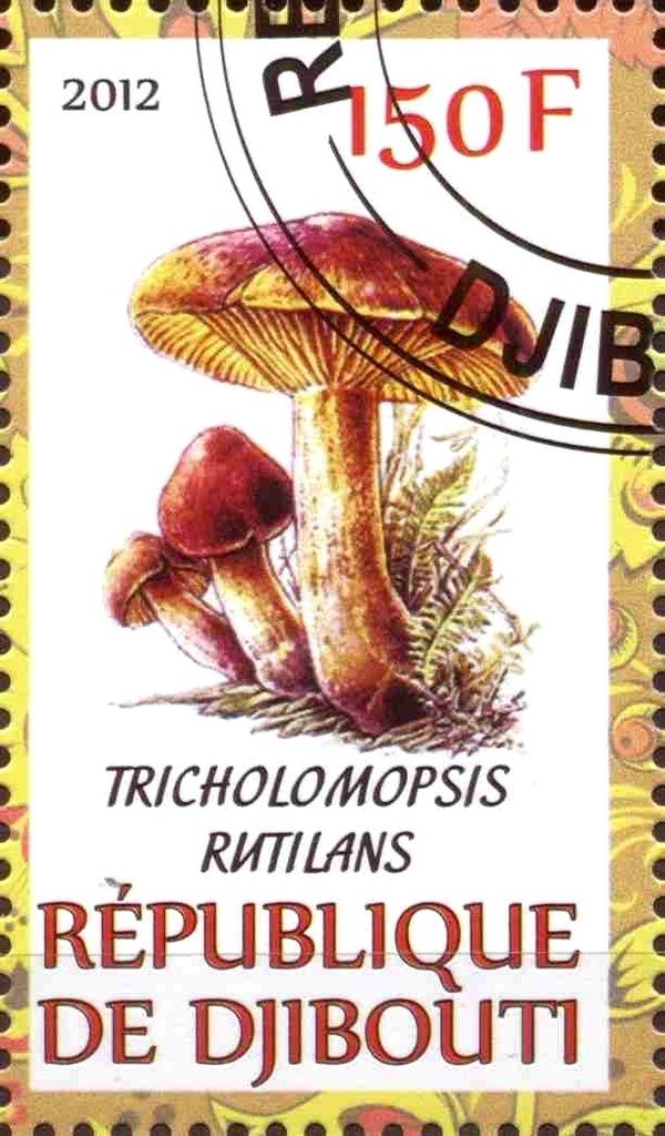 Tricholomopsis rutilans