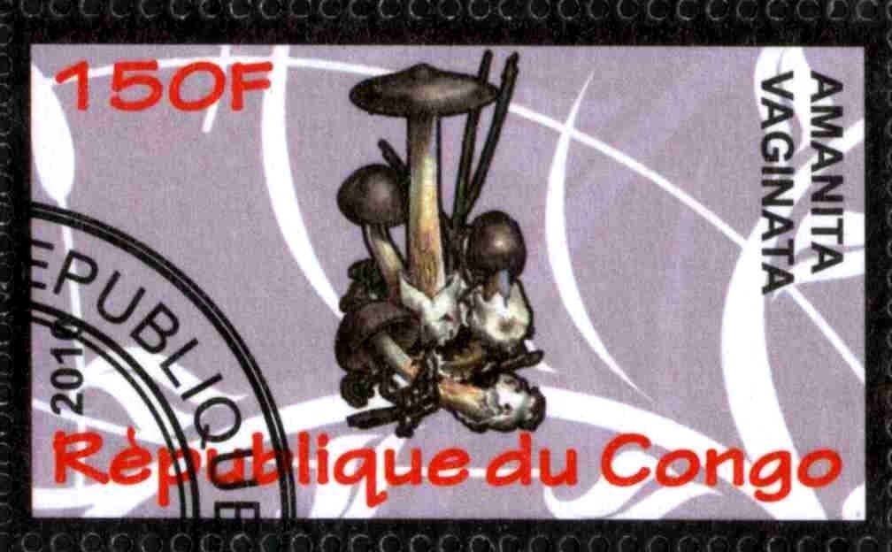Amanita vaginata