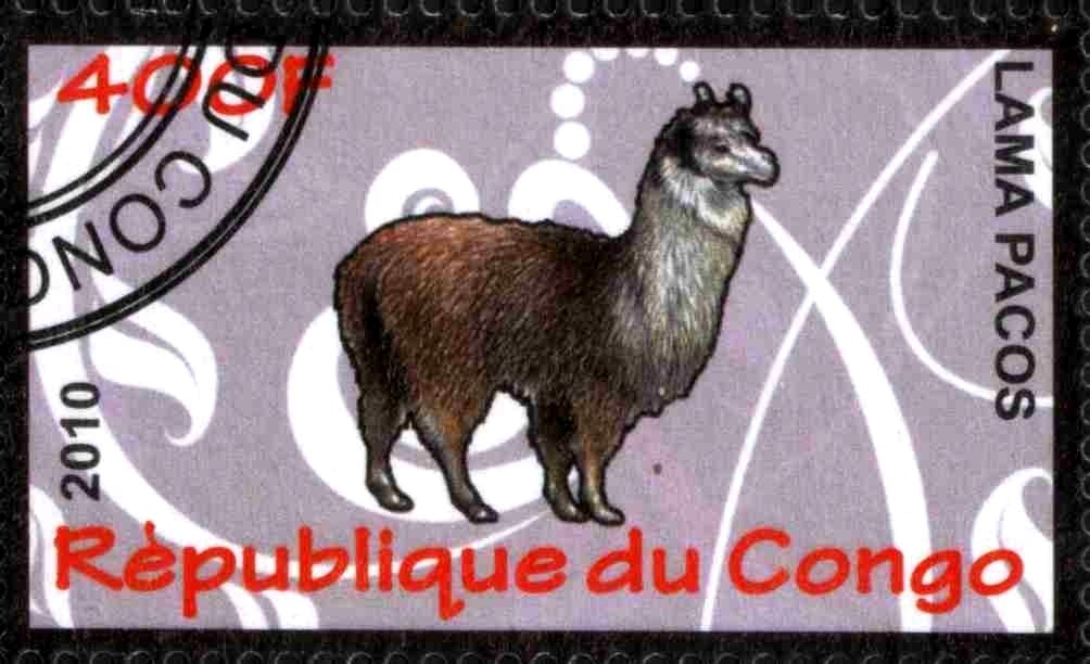 Lama pacos