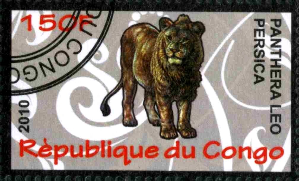 Asiatic Lion (Panthera leo persica)