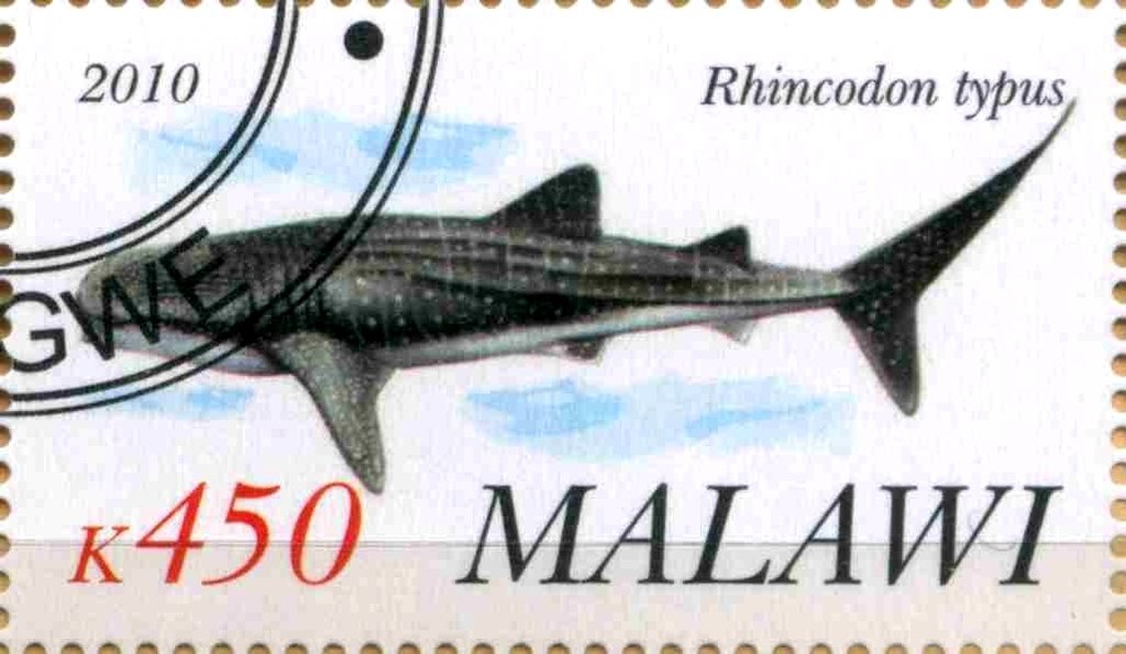 Rhincodon typus