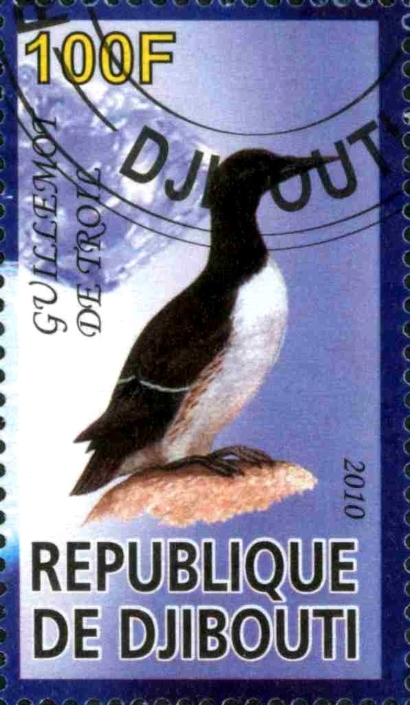 Guillemot de Troil