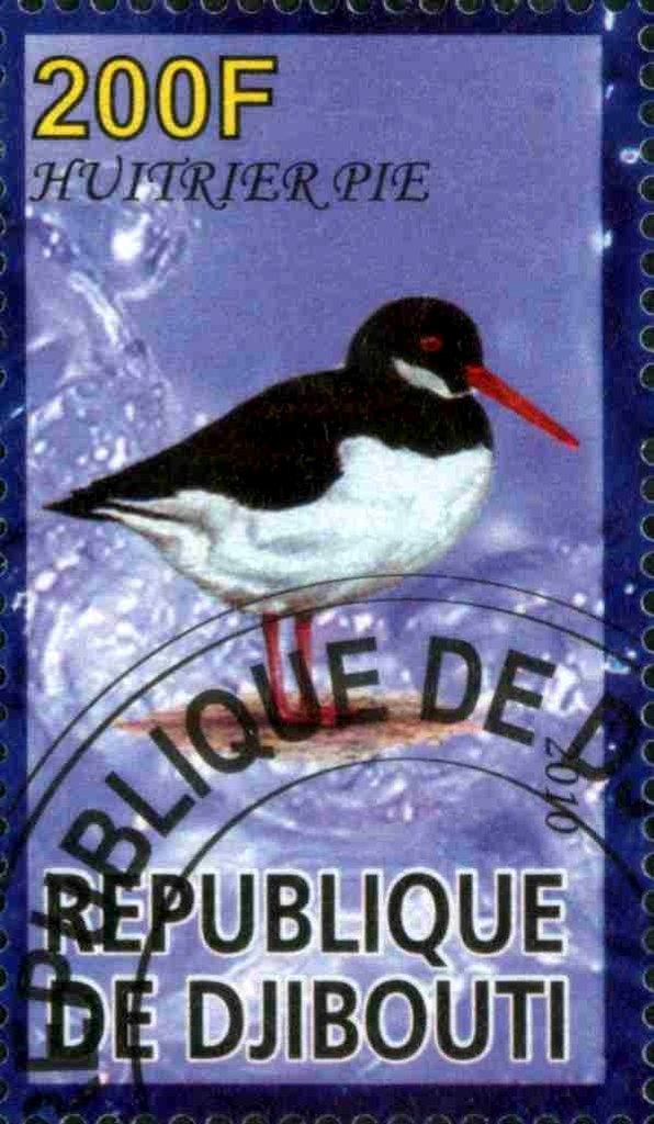 Huitrier Pie