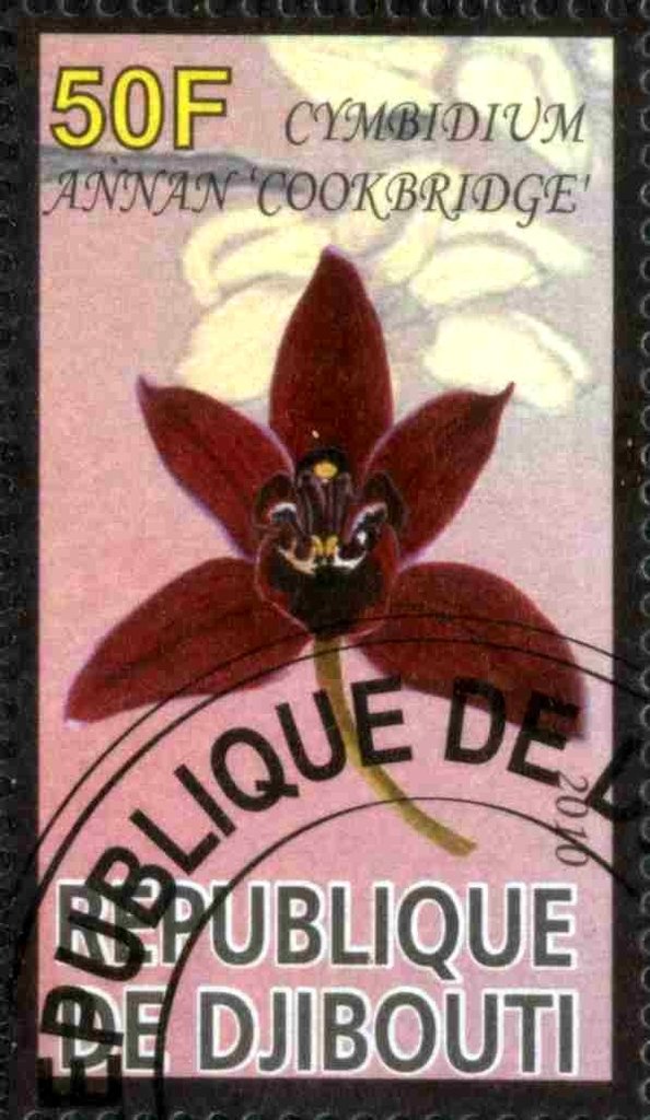Cembidium Annan "Cookbridge"