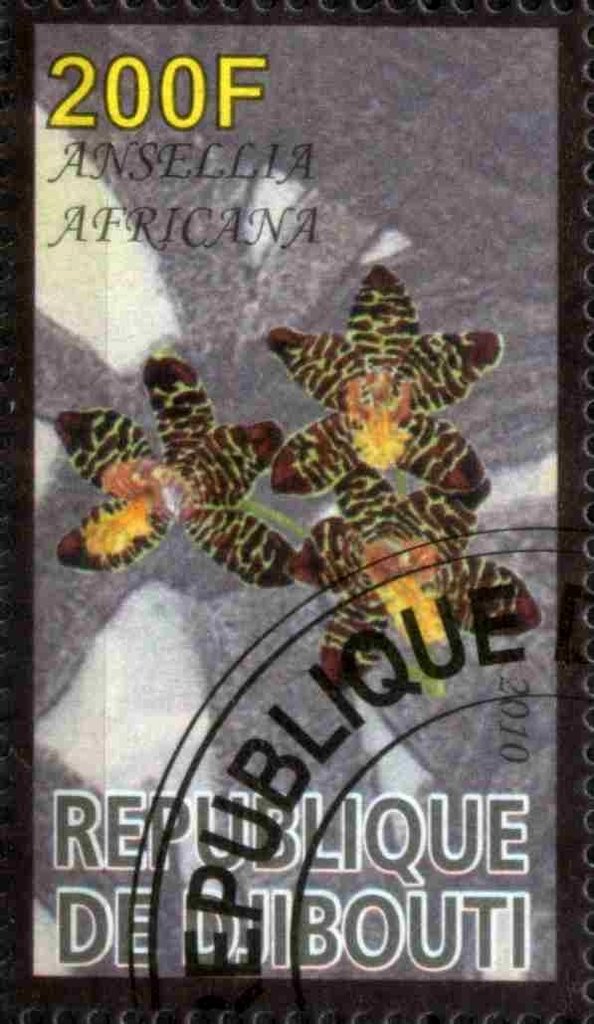 Ansellia Africana