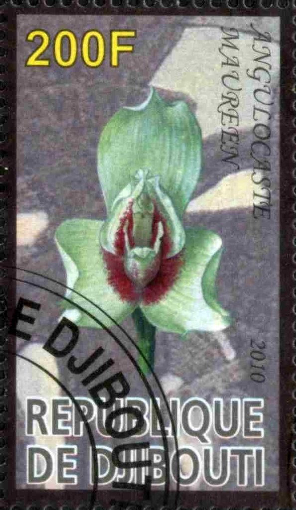 Angulocaste Maureen