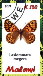 Stamp, Lasiommata megera, Cinderellas,  , Butterflies