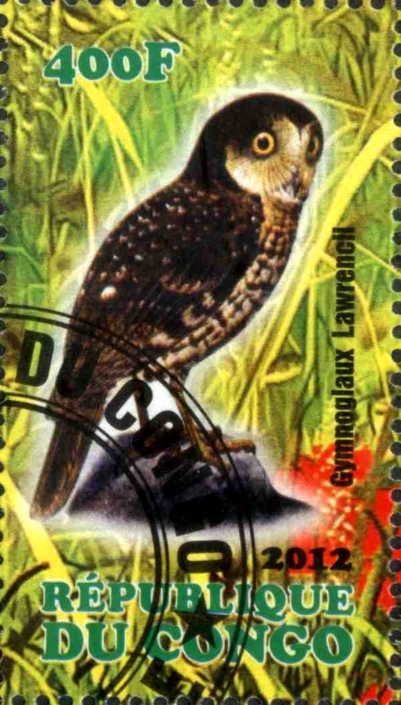 Gymnoglaux Lawrencii