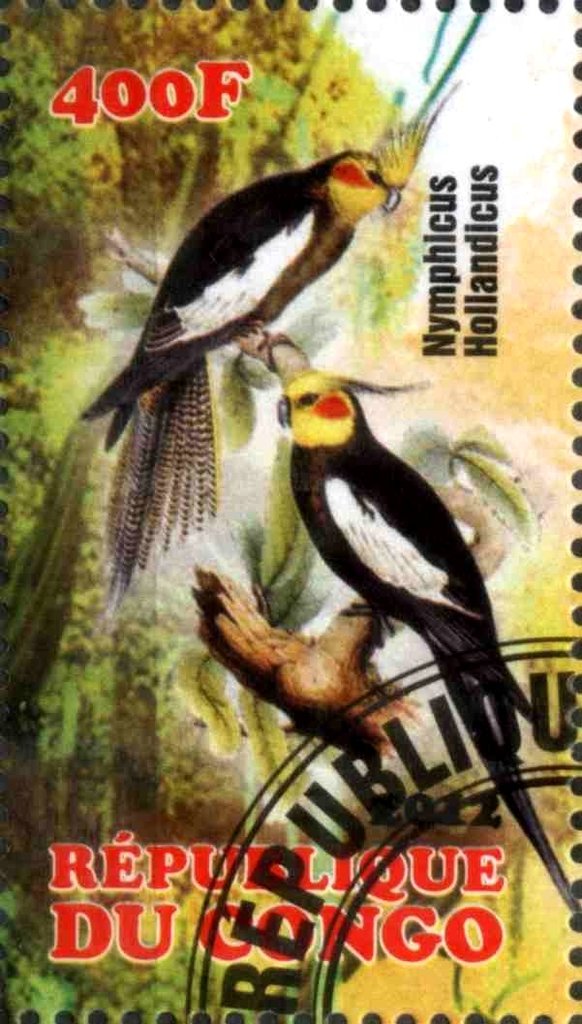 Nymphicus Hollandicus