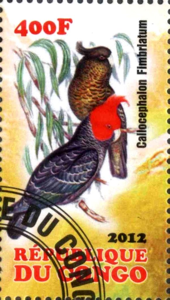 Callocephalon Fimbriatum