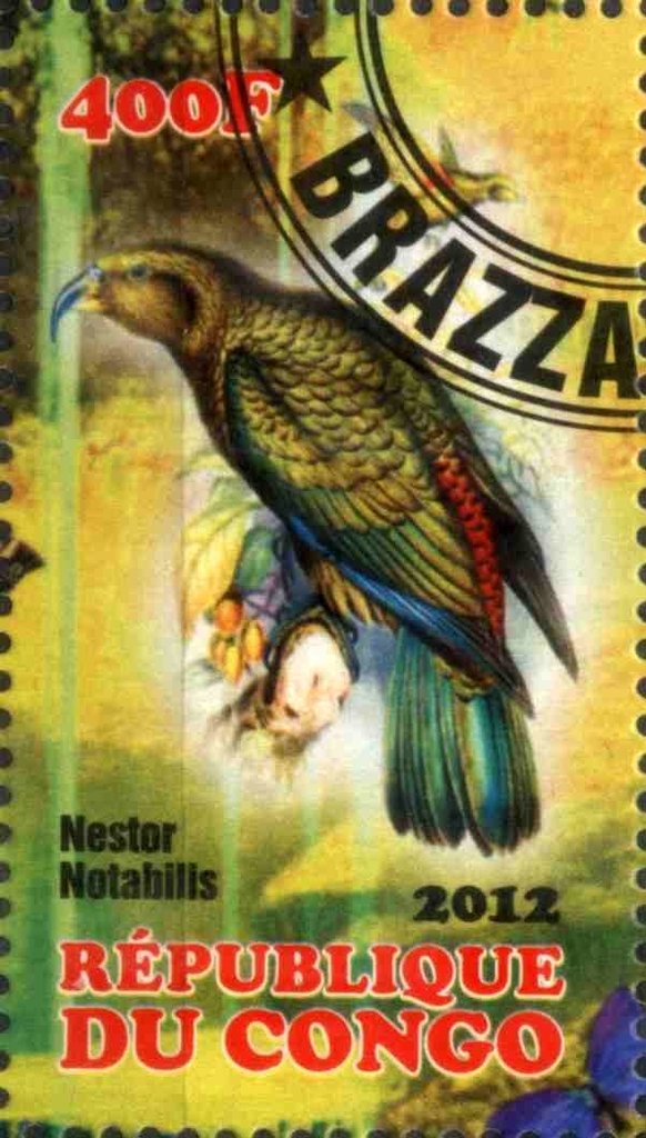 Nestor Notabilis