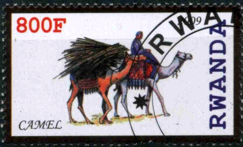 Camel