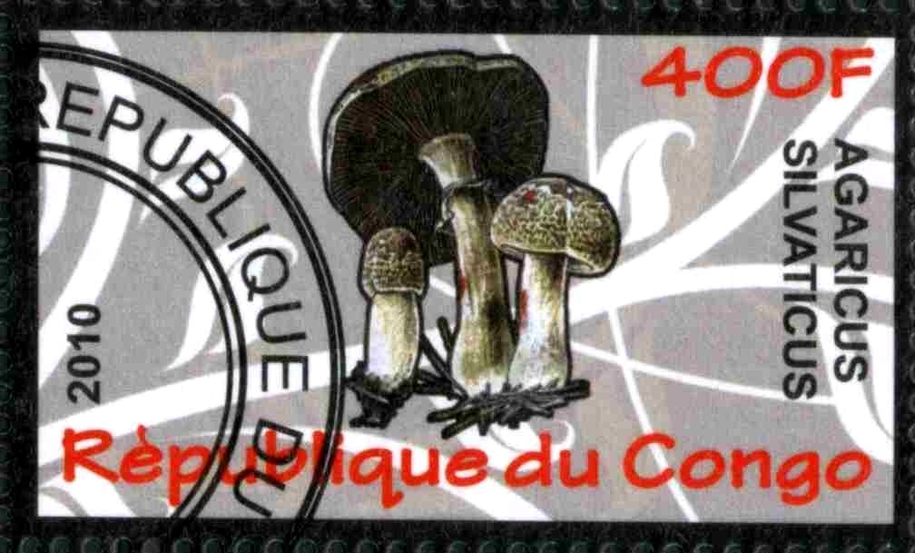 Agaricus silvaticus