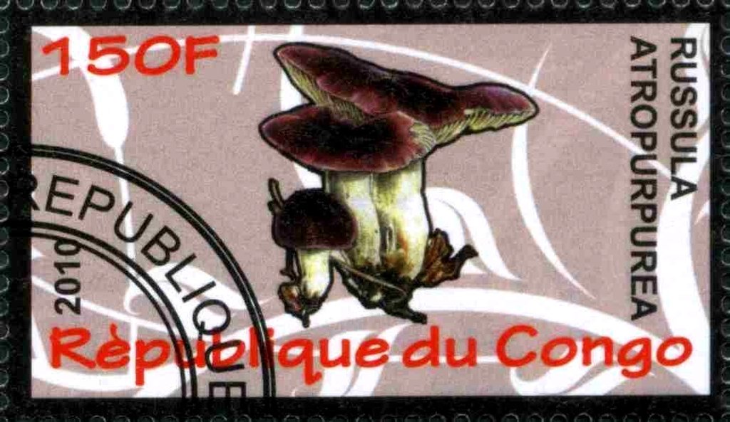 Russula atropurpurea