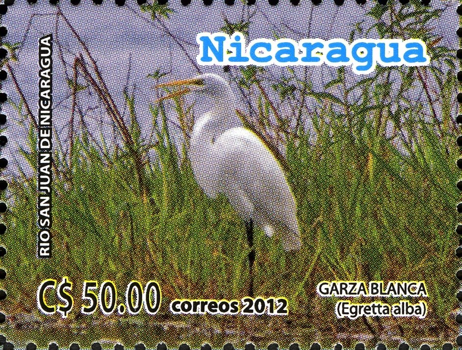 Great White Egret (Ardea alba)