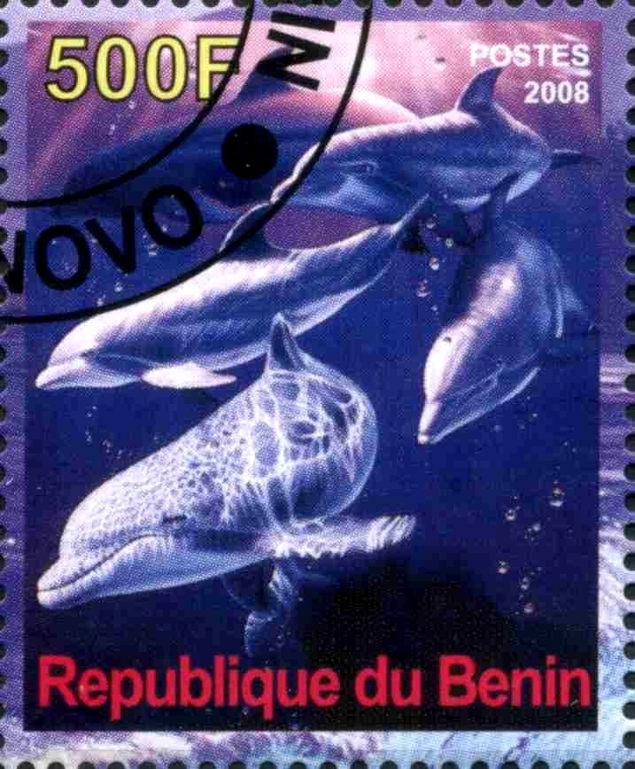 Dolphins