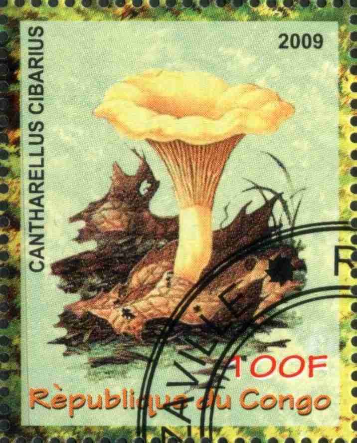 Cantharellus Cibarius