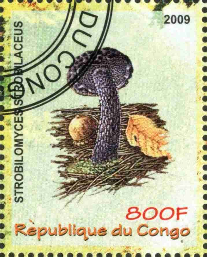 Strobilomyces Stroblaceus