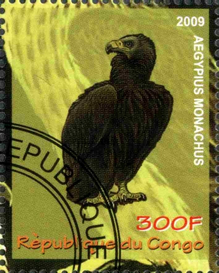 Aegypius Monachus