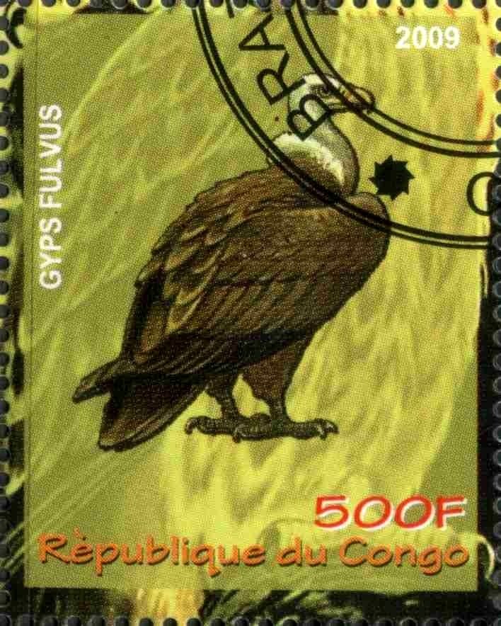 Gyps Fulvus