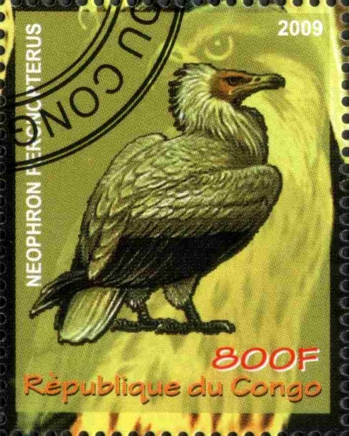 Neophron Percnopterus