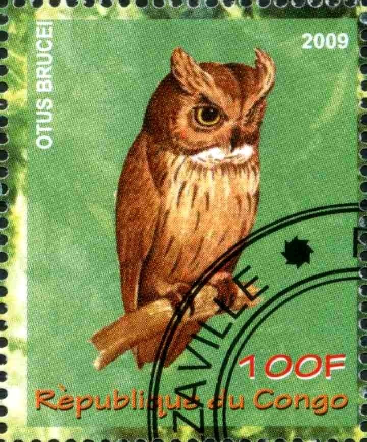 Otus Brucei