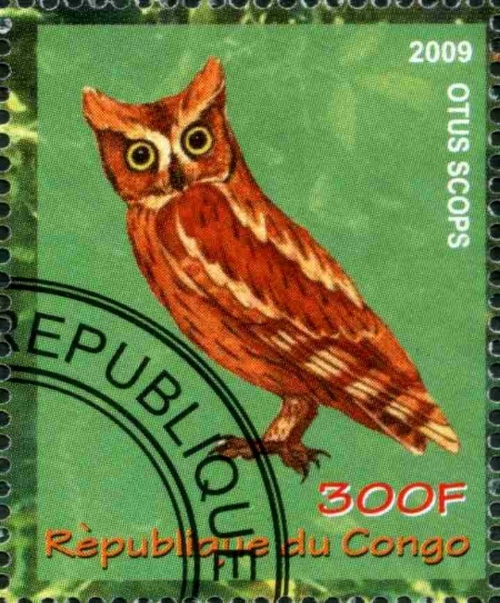 Otus Scops